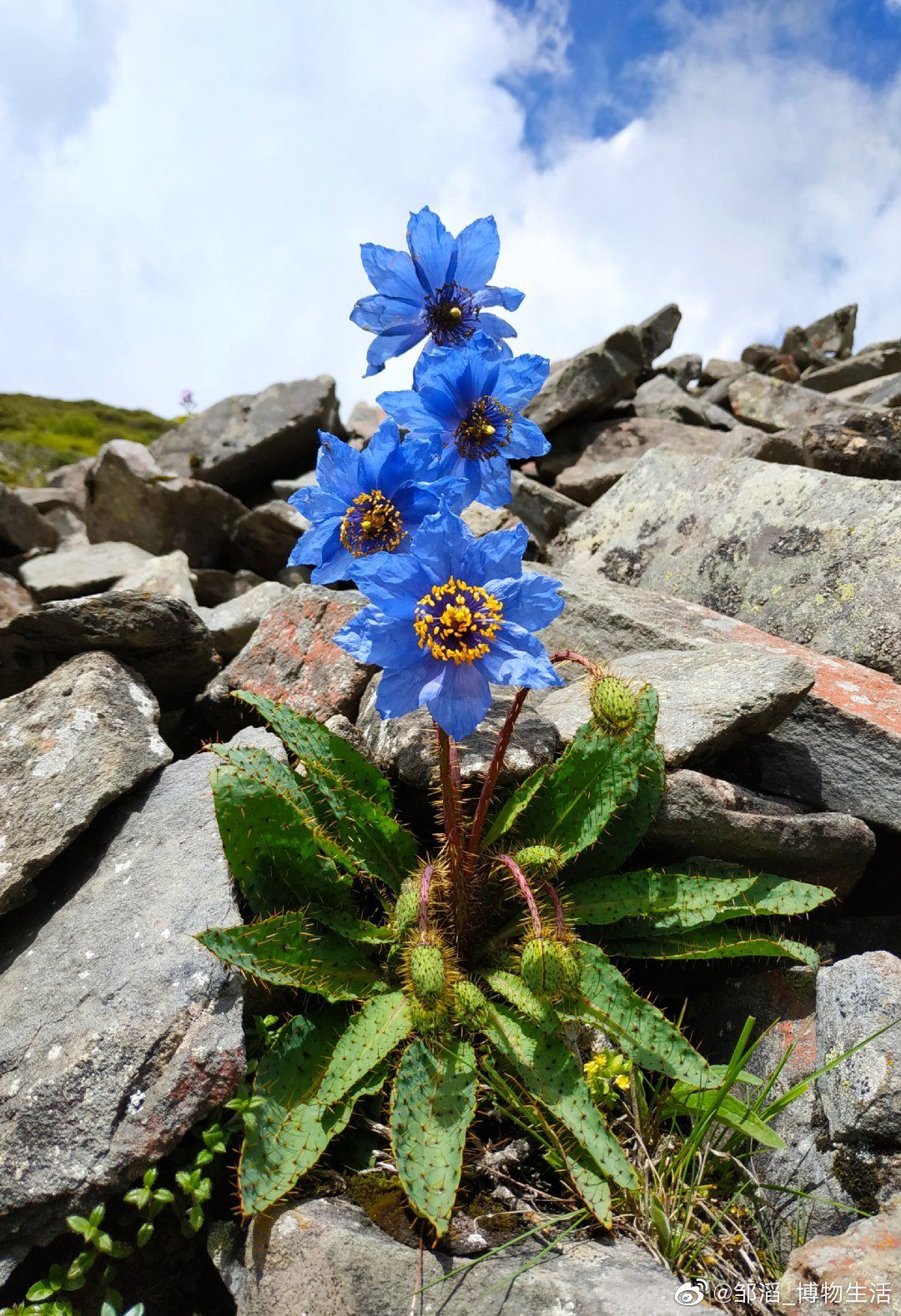 Meconopsis Rudis Flower Seeds