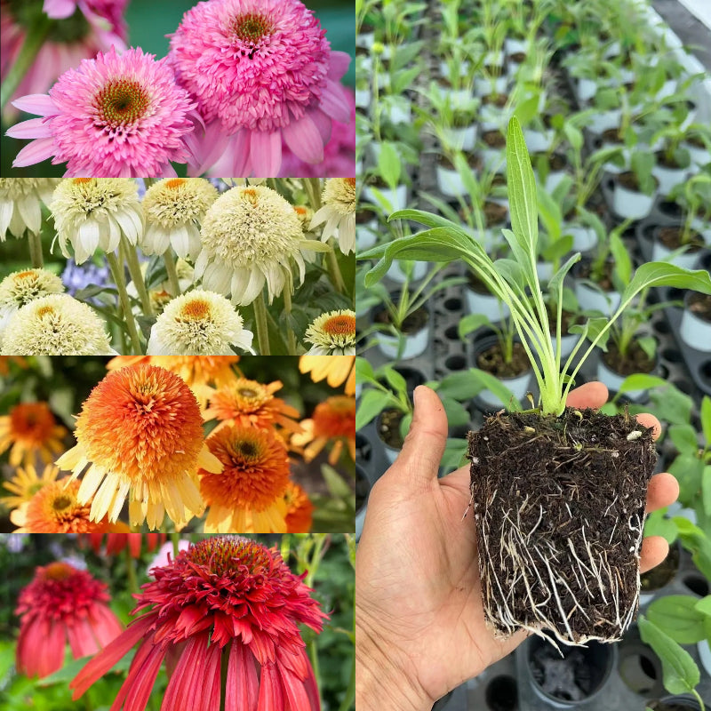 Coneflower Seeds (Echinacea)