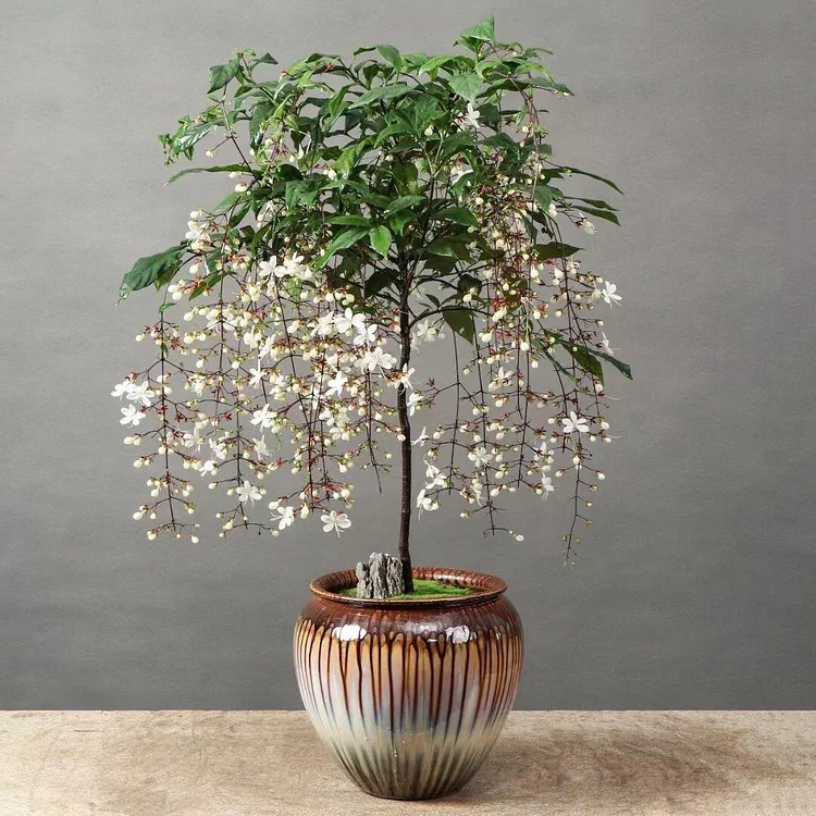 🌸Weeping Jasmine Seeds - White Jade Butterfly🌿❄️