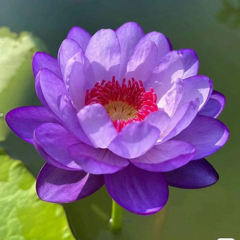 🌸 Hydroponic Lotus — Fresh, Simple & Beautiful