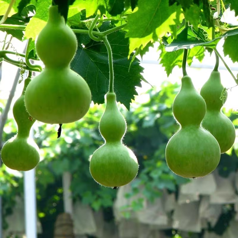 Hand-twisted Small Gourd Seeds