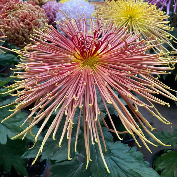 Rare Golden Chrysanthemum Seeds-Longevity Flower💞