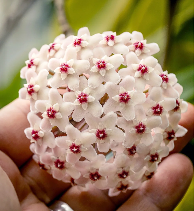 ⭐️Hoya Carnosa Flower Seeds 丨Star-shaped Flower Ball