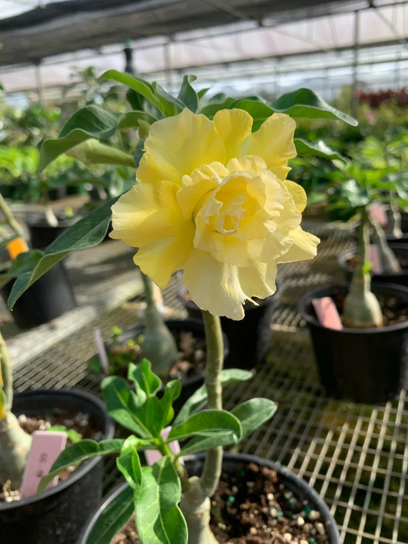 Desert Rose -- Yellow