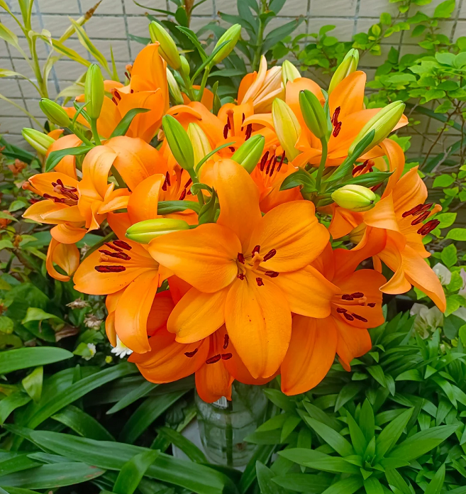 Multicolor Lily Seeds