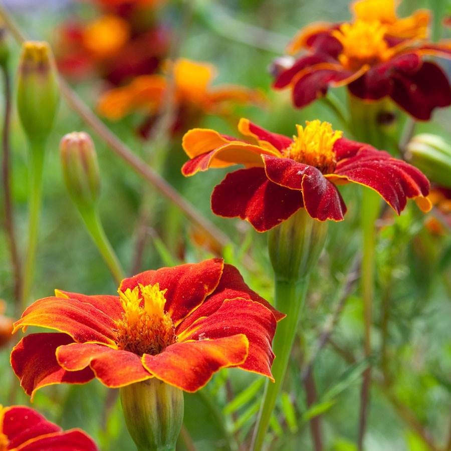 Linnaeus Burning Embers Marigold Seeds