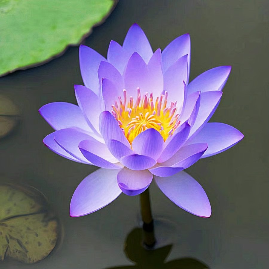 🌸 Hydroponic Lotus — Fresh, Simple & Beautiful