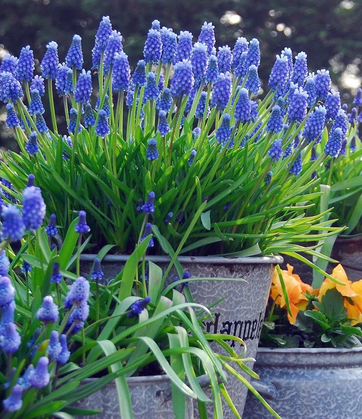 Grape Hyacinth Seeds