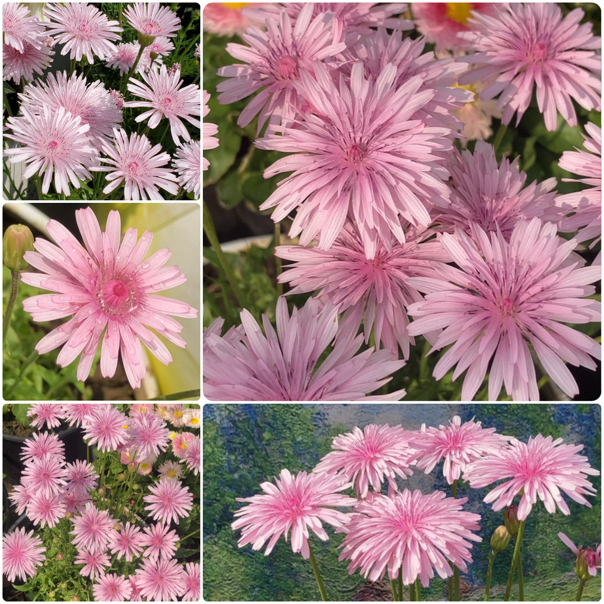 Peach-Colored Dandelion Seeds