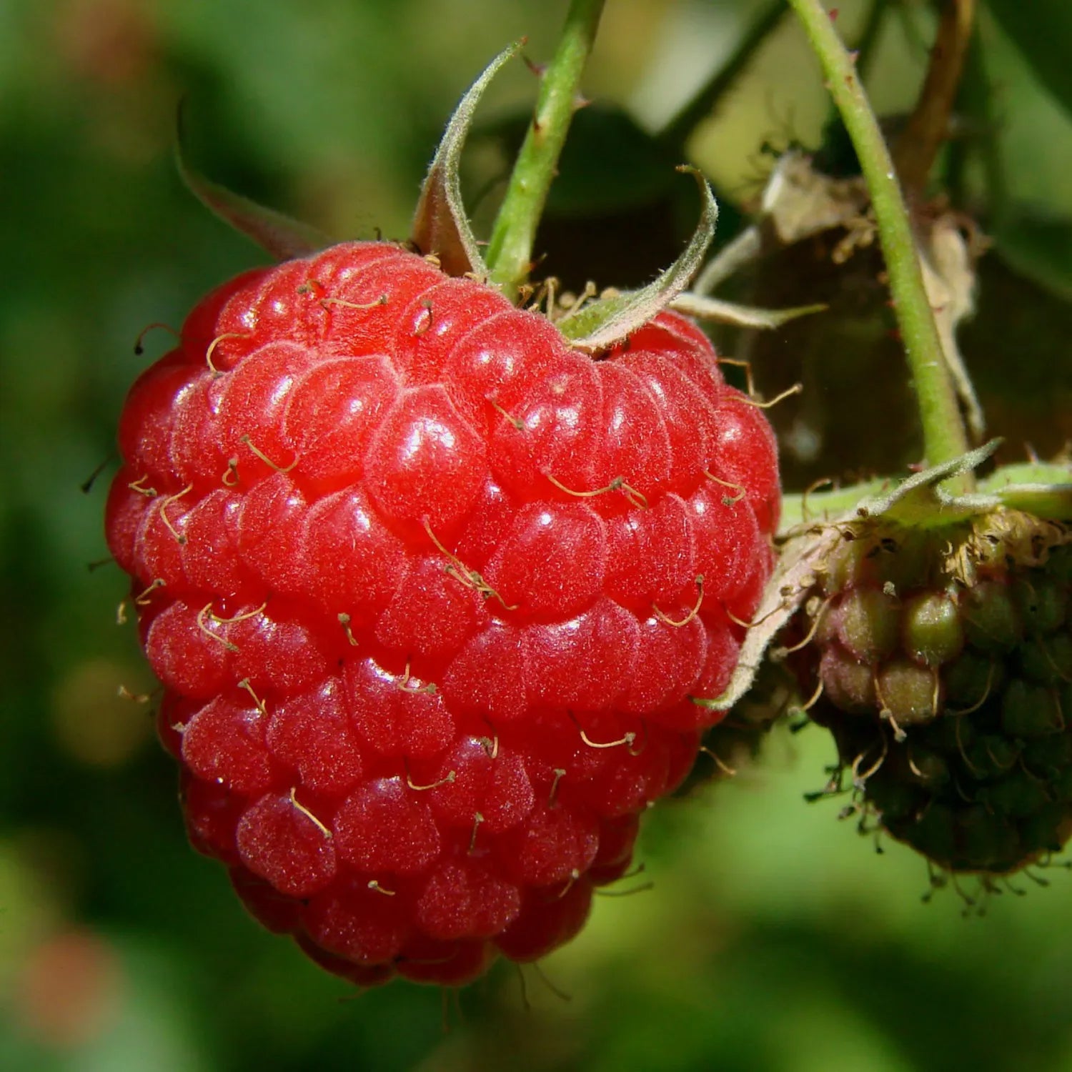 Raspberry Seeds