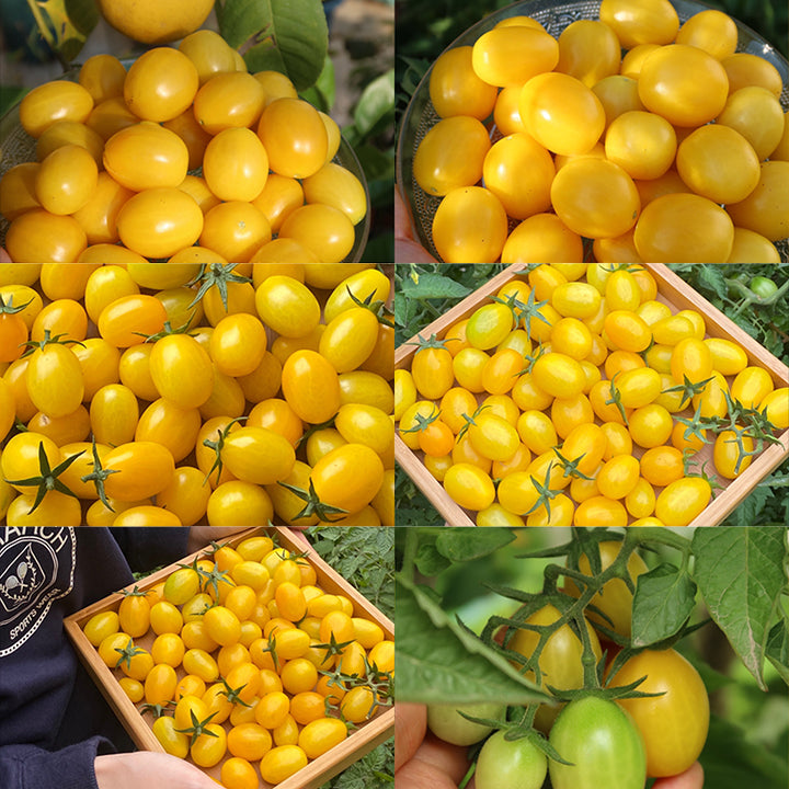 Patio Choice Yellow Cherry Tomato Seeds