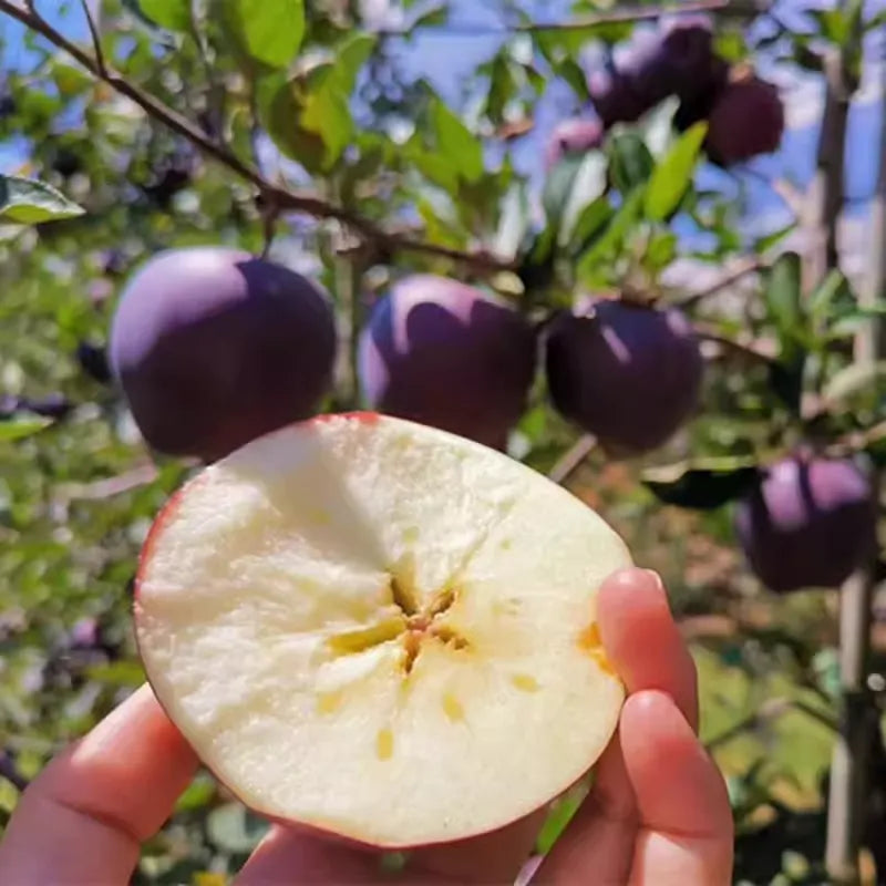 Rare Black Diamond Apple Seeds