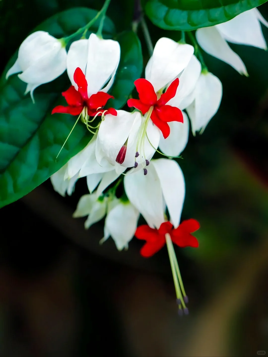 🌼Bleeding Heart Vine Pot Seeds