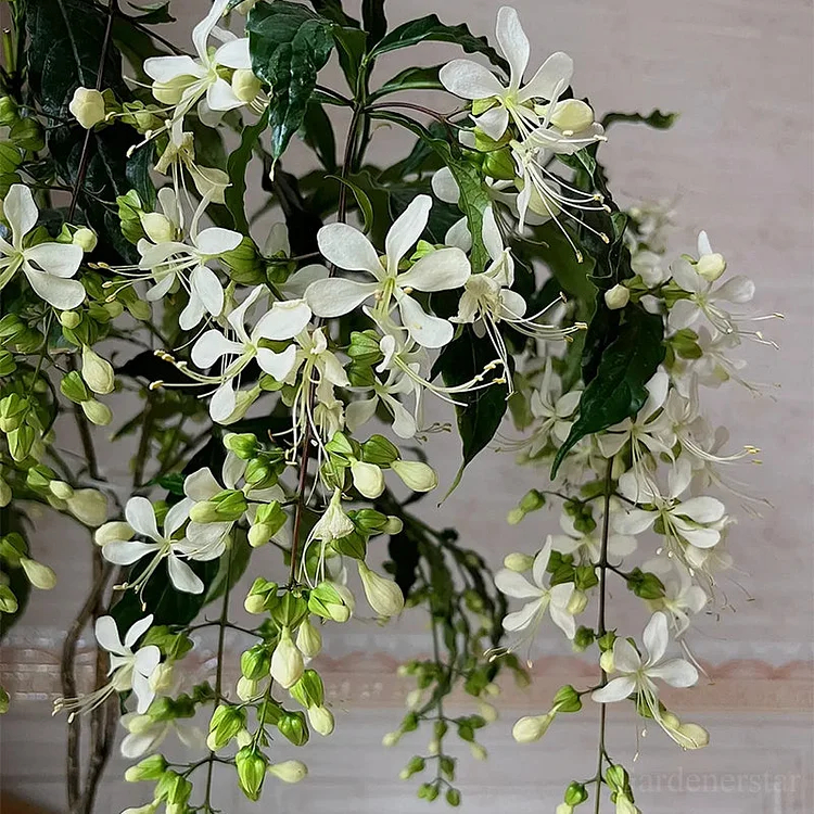 🌸Weeping Jasmine Seeds - White Jade Butterfly🌿❄️