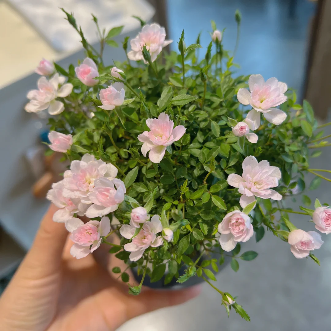 Rosa 'Suehime' Seeds