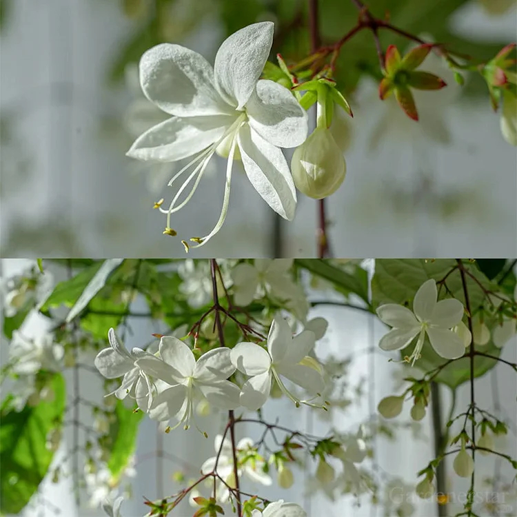 🌸Weeping Jasmine Seeds - White Jade Butterfly🌿❄️