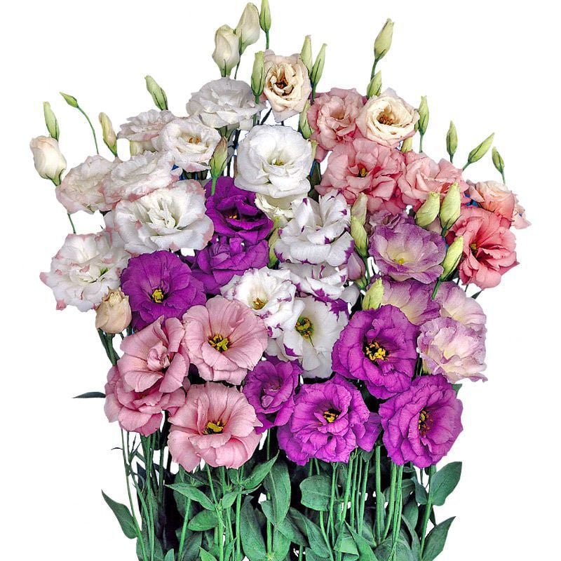 🌺 Lisianthus (Thornless Rose) — Elegance, Color & Year-Round Beauty
