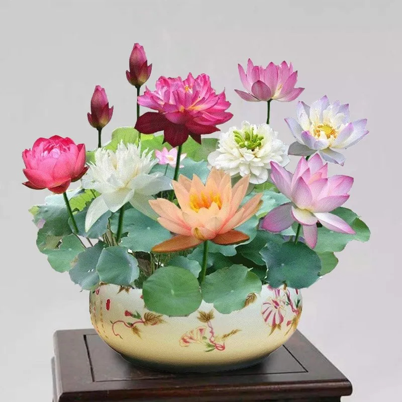 🌸 Hydroponic Lotus — Fresh, Simple & Beautiful