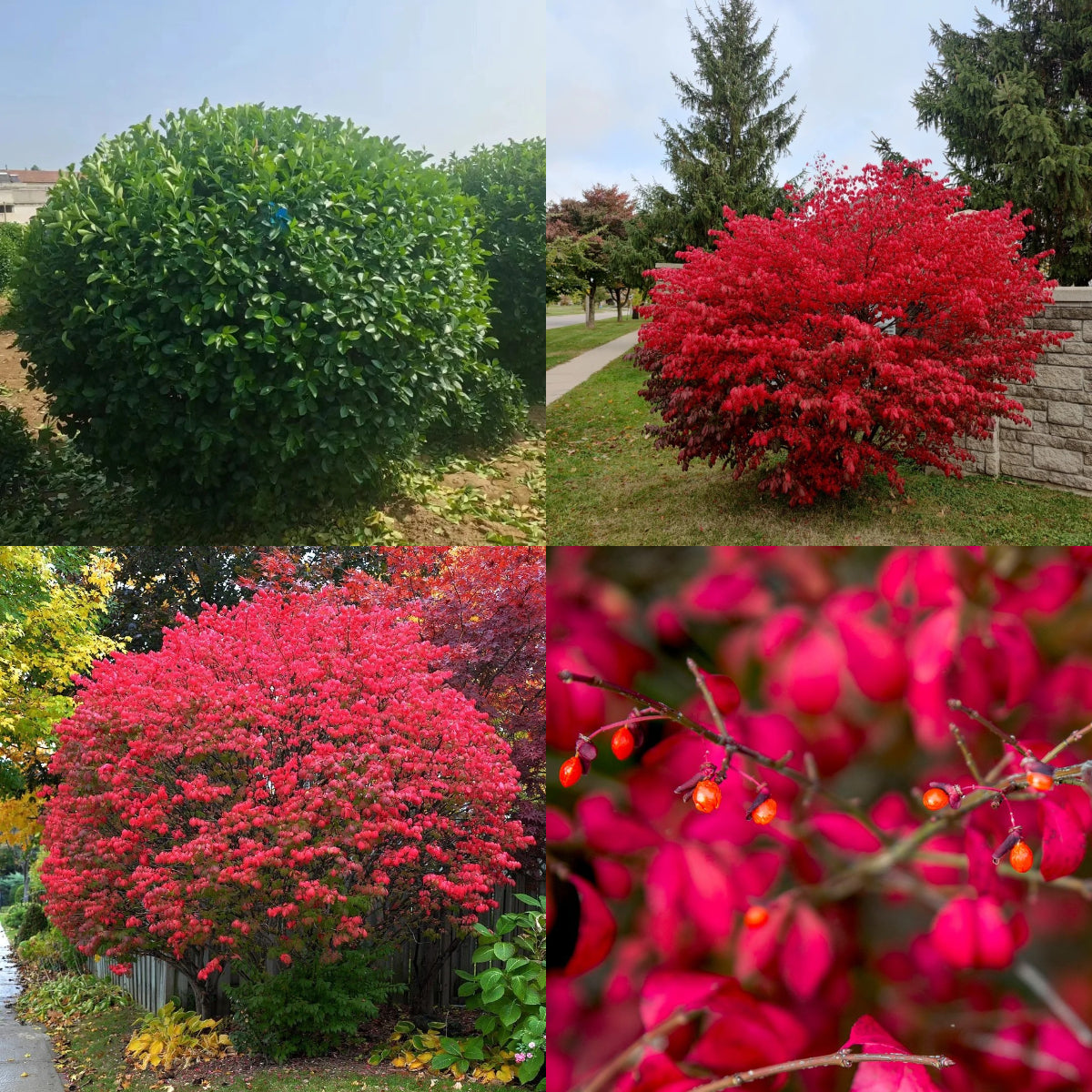 🔥Burning Bush