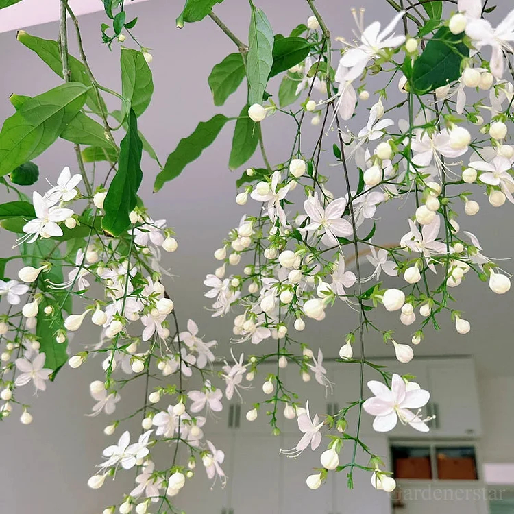 🌸Weeping Jasmine Seeds - White Jade Butterfly🌿❄️