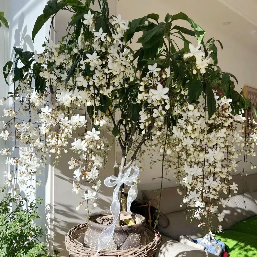 🌸Weeping Jasmine Seeds - White Jade Butterfly🌿❄️