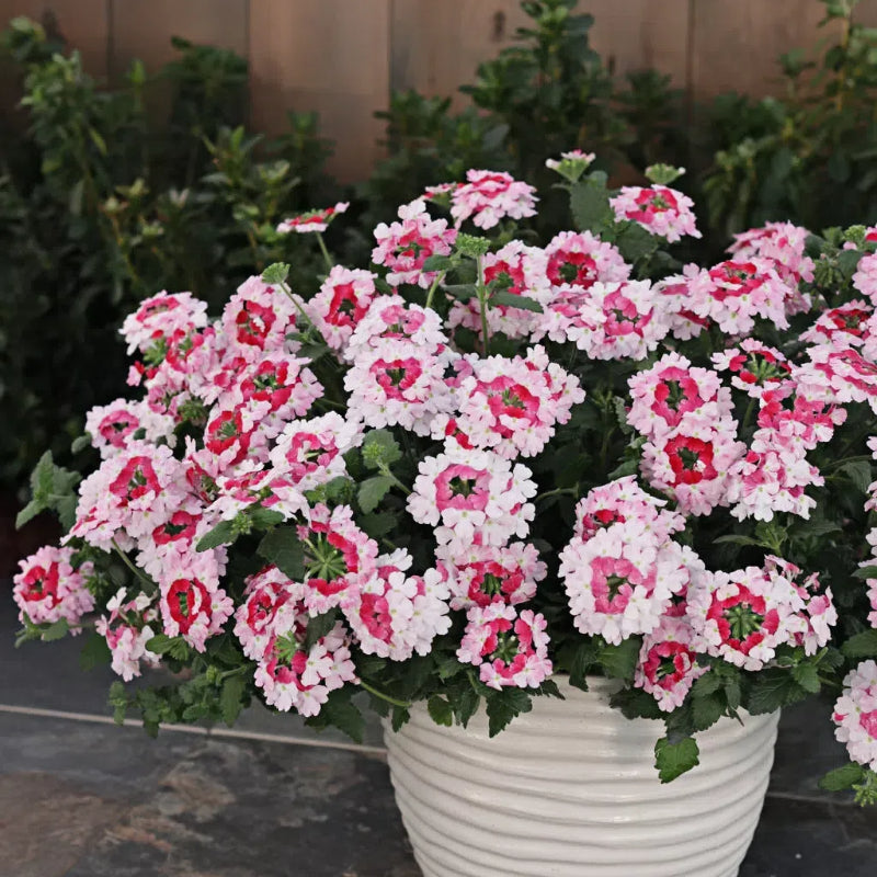 💐Garden Verbena Seeds