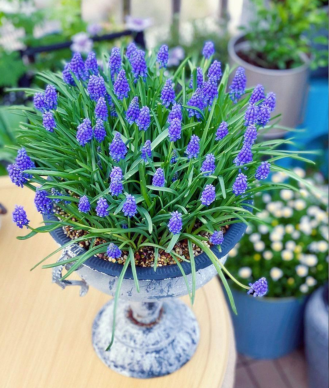 Grape Hyacinth Seeds