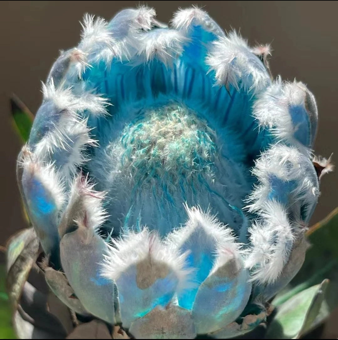 South African Princess Flower Seeds