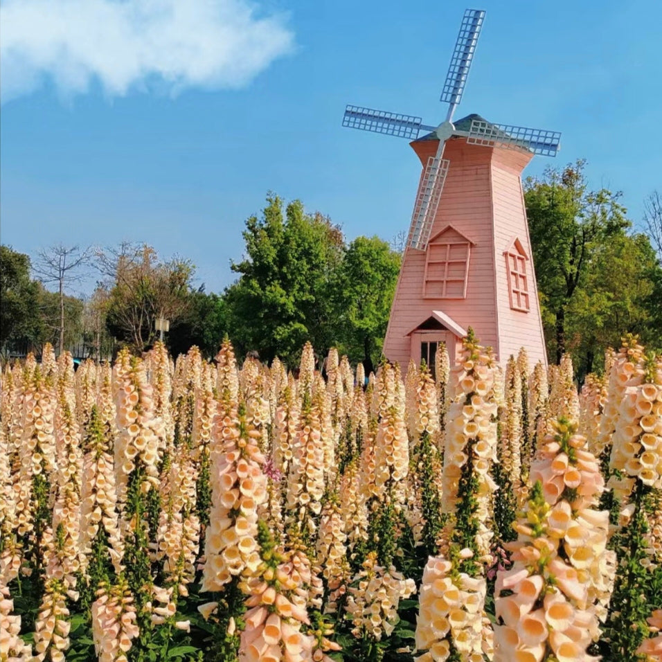 Foxglove Seeds Digitalis Purpurea Seeds