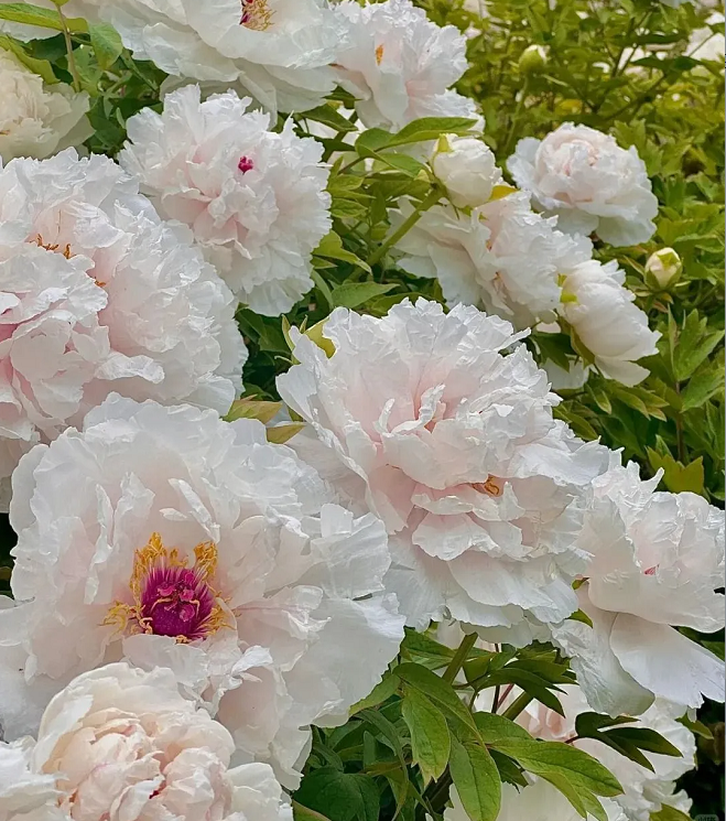 Multicolor Peony Seeds