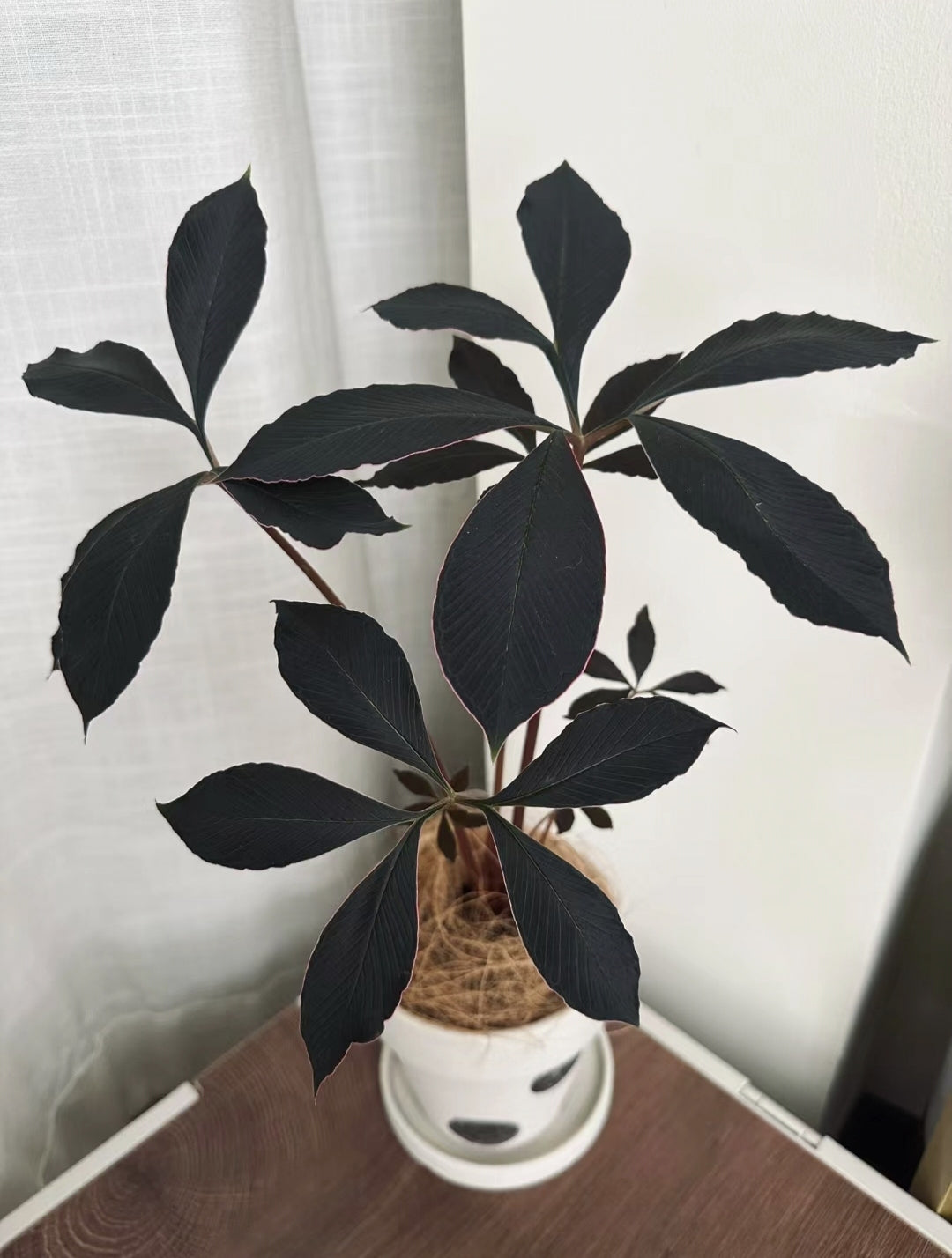 20 Pcs Tricyrtis Hirta Seeds