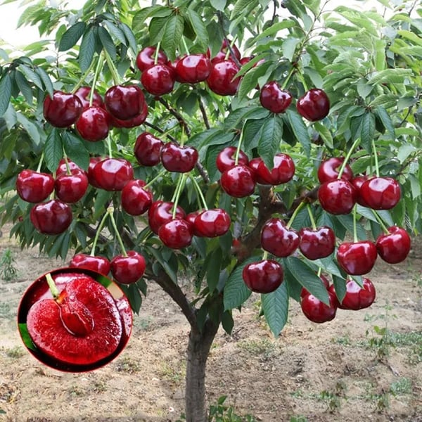 🍒Rainier Cherry Fruit Seeds(🌿99% Germination)