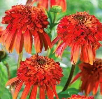 Echinacea ‘Hot Papaya’ Flower Rare Heirloom Fire Red Coneflower 50pcs/pack