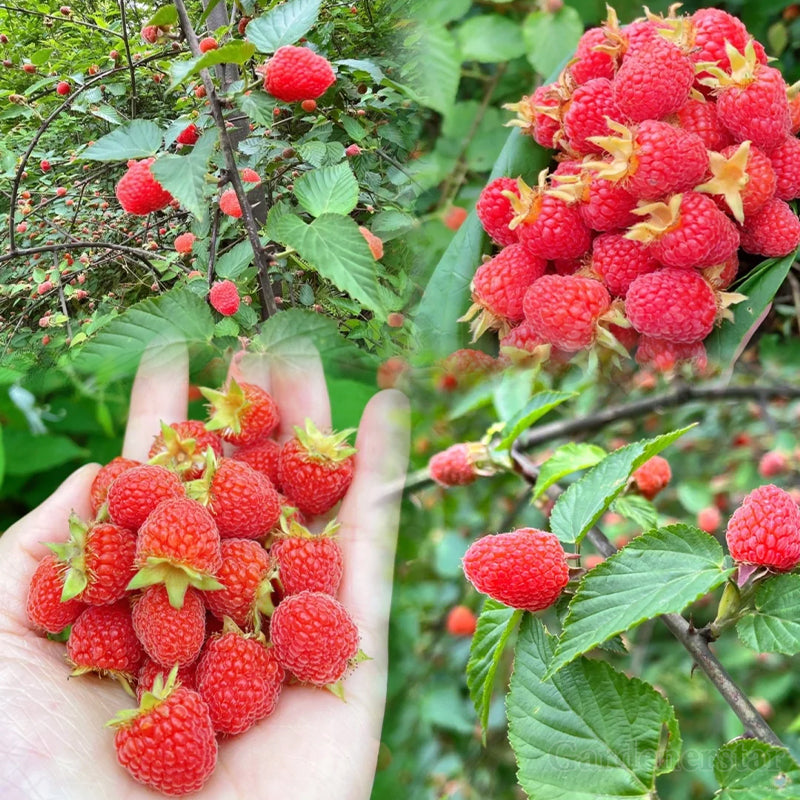 Giant Raspberry Seeds -92% Germination🌱
