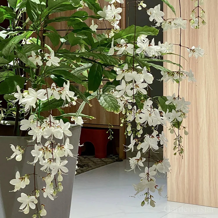 🌸Weeping Jasmine Seeds - White Jade Butterfly🌿❄️