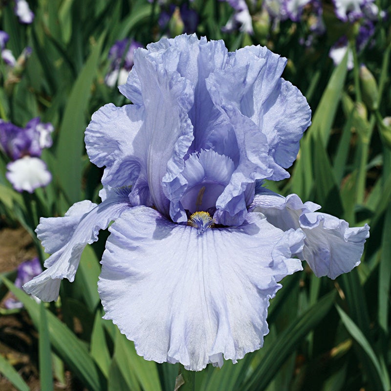 Reblooming Bearded Iris Collection