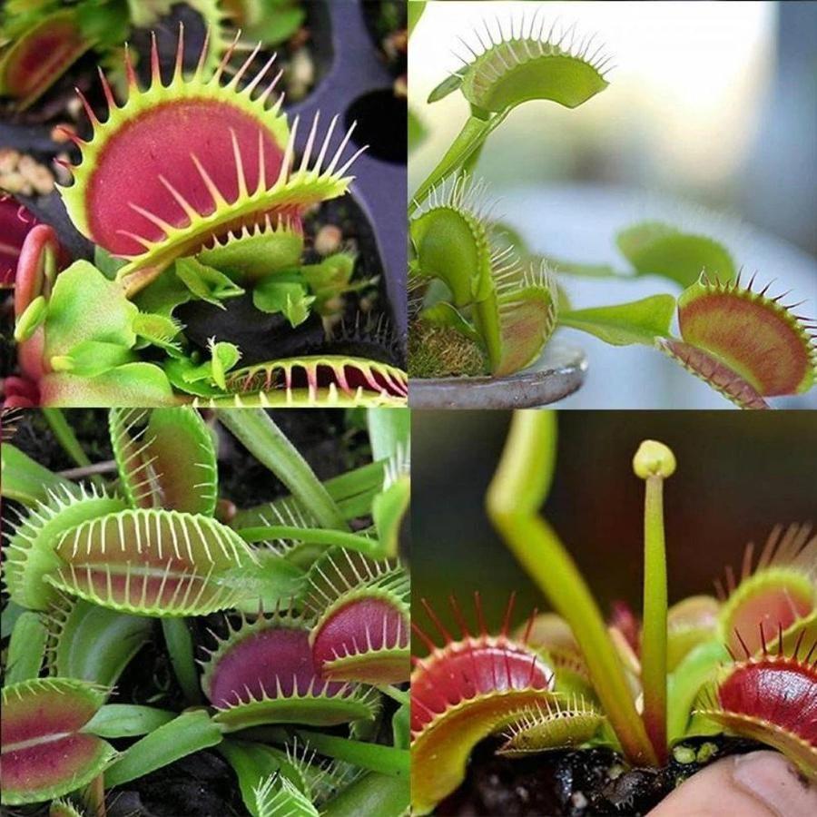 VENUS FLYTRAP SEEDS, PLANT SEEDS, INSECTIVOROUS PLANT, 100 SEEDS