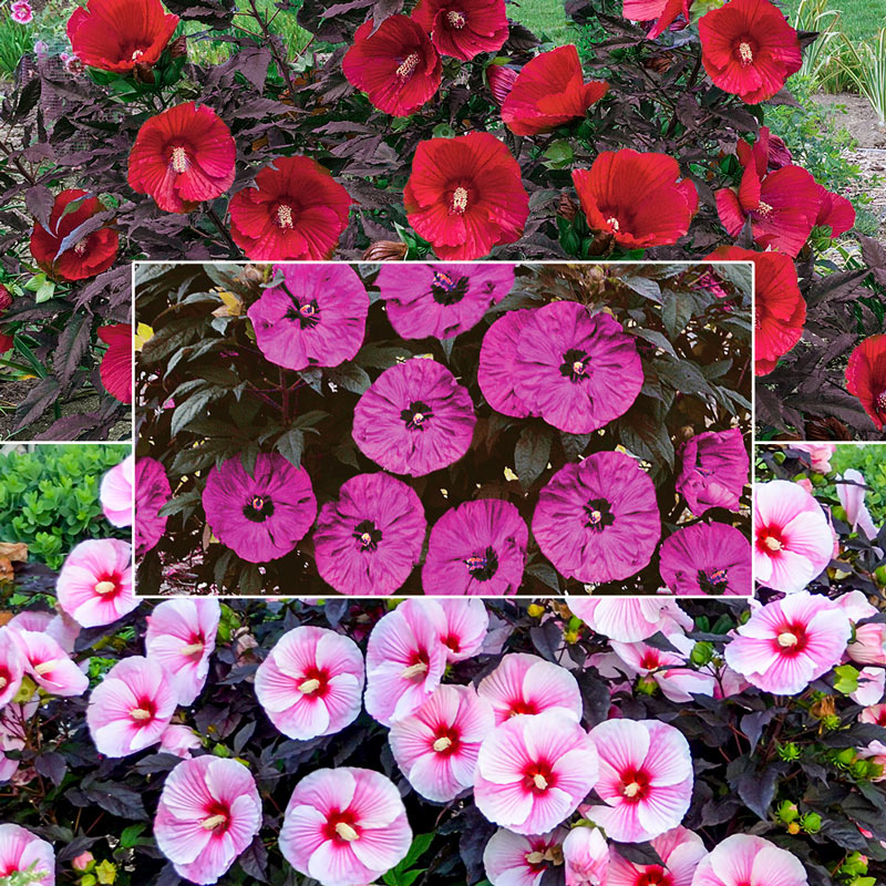 Sweet & Sultry Hibiscus Collection