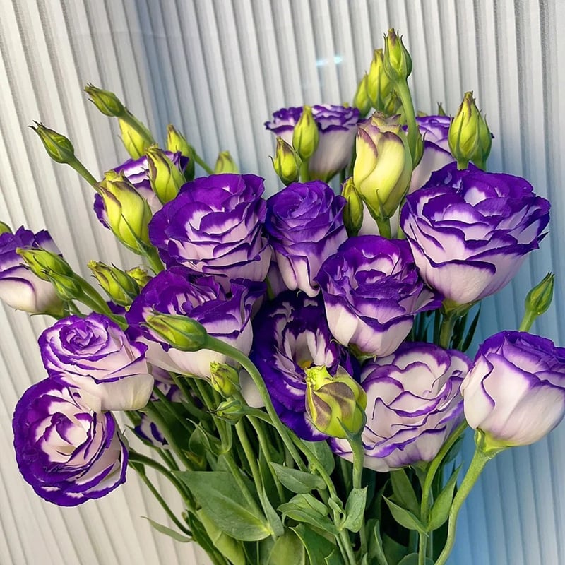 🌺 Lisianthus (Thornless Rose) — Elegance, Color & Year-Round Beauty