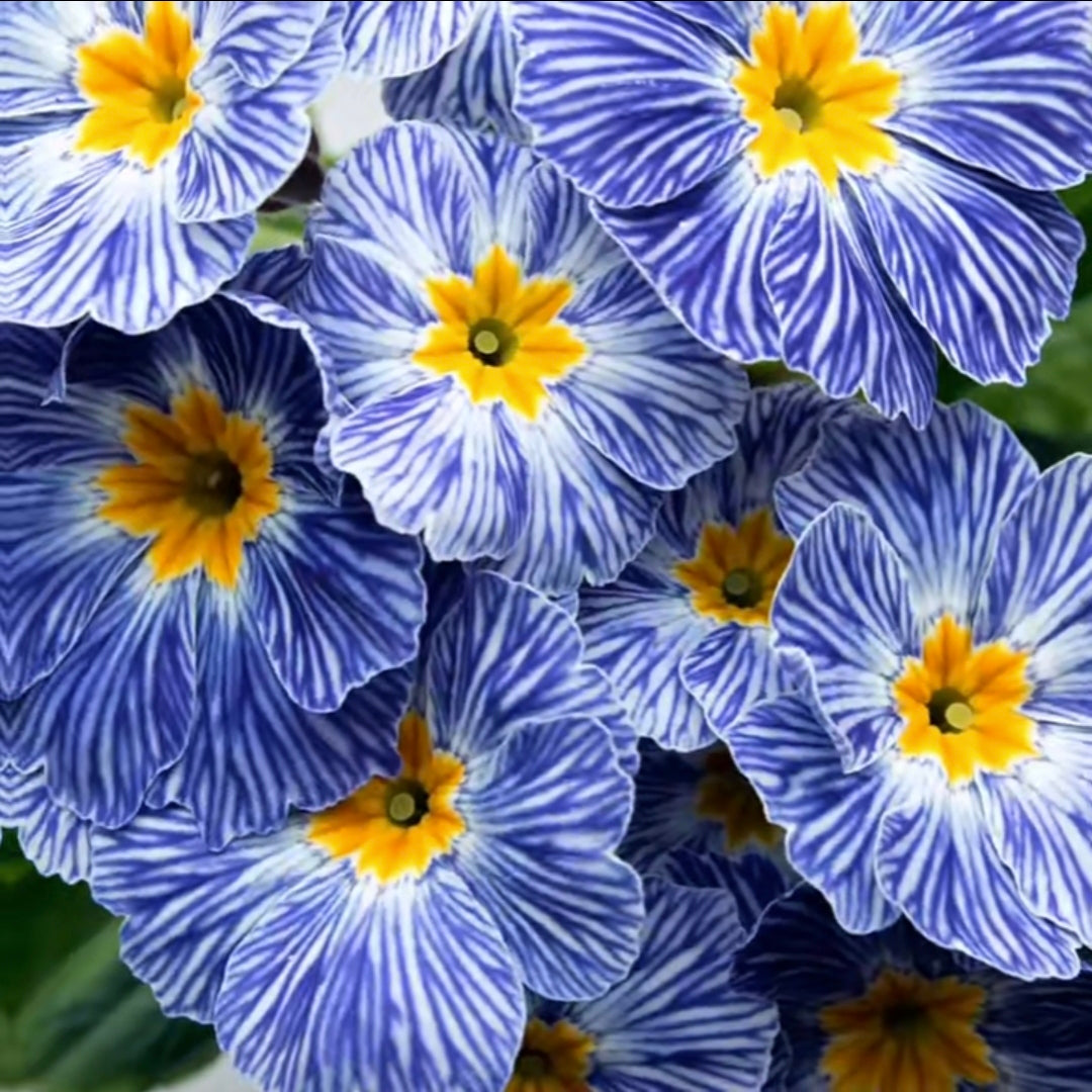 Primula Seeds Blue Zebra Primrose Seeds
