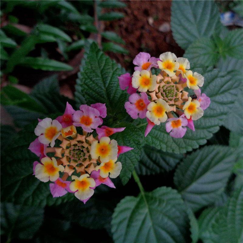 Egrow 30 Pcs/Pack Lantana Seeds Lantana Camara Tree Plan Flower Seeds Home Garden Seeds