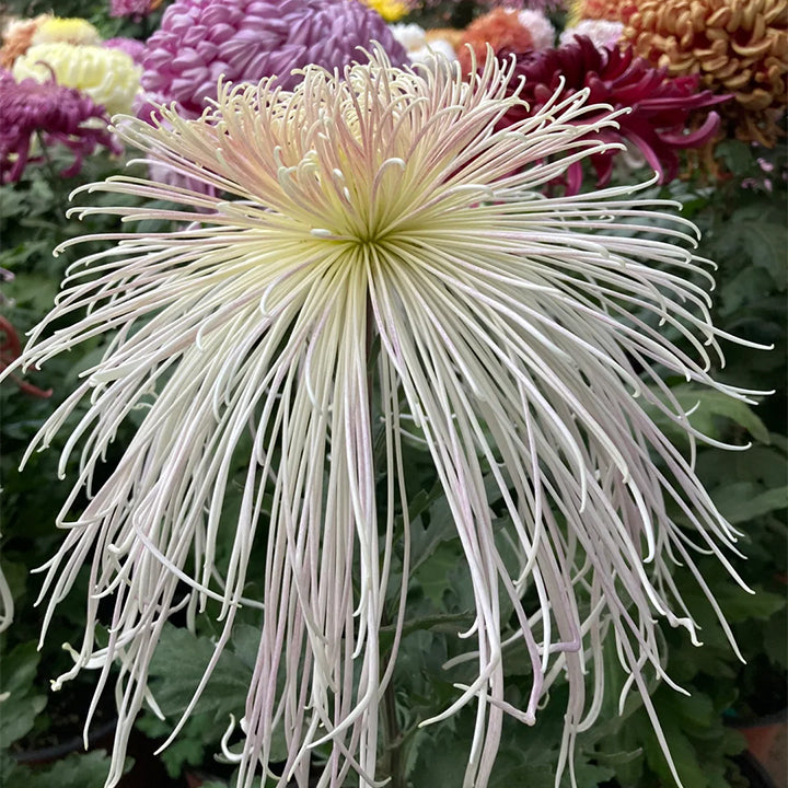 Rare Golden Chrysanthemum Seeds-Longevity Flower💞