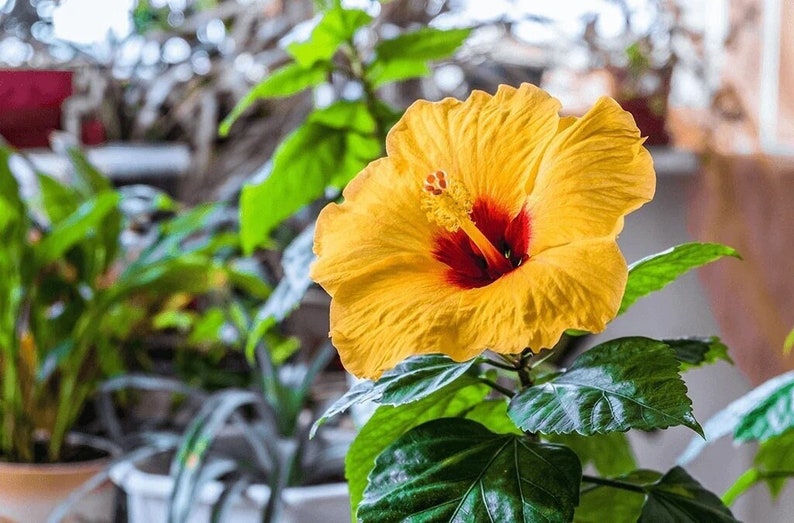 Rare Yellow Hibiscus Seeds 