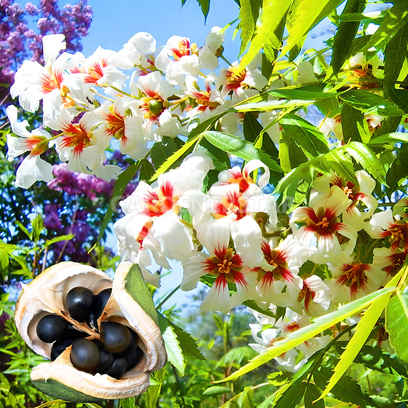Xanthoceras Sorbifolia Flower🌺Flowers Bloom And Good Luck Comes