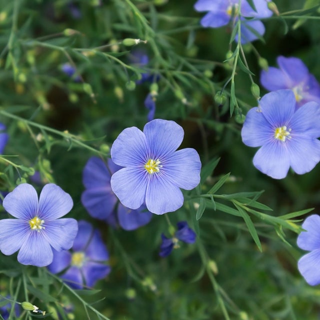 Perennial Blue Flax Seeds, Linum Perenne