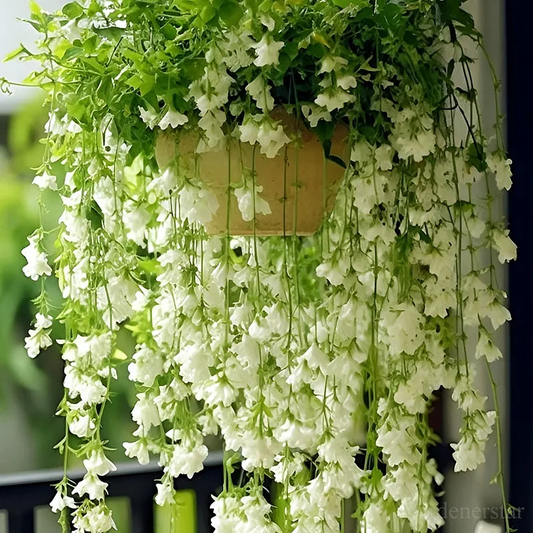 🌸Weeping Jasmine Seeds - White Jade Butterfly🌿❄️