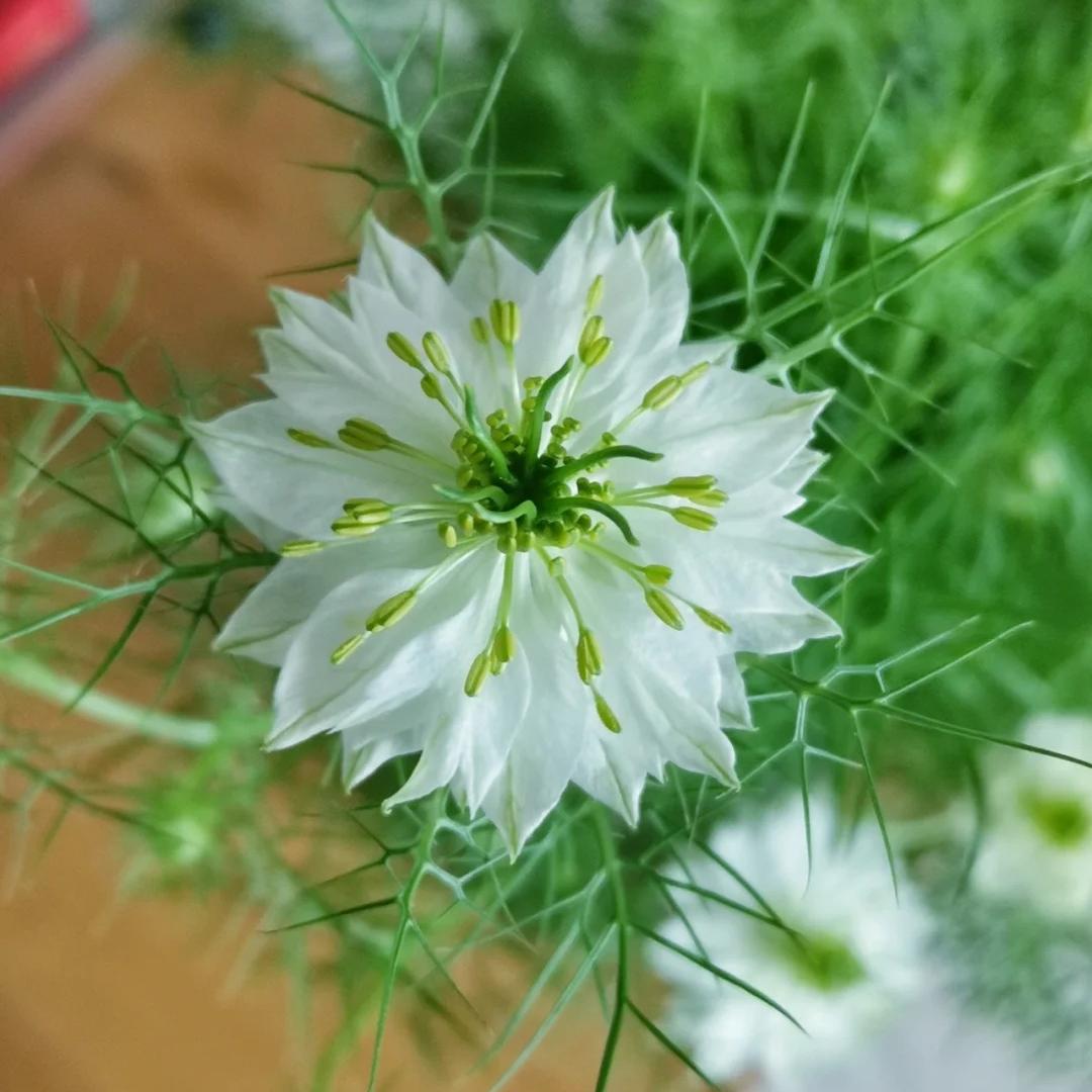 💚Green Nigella