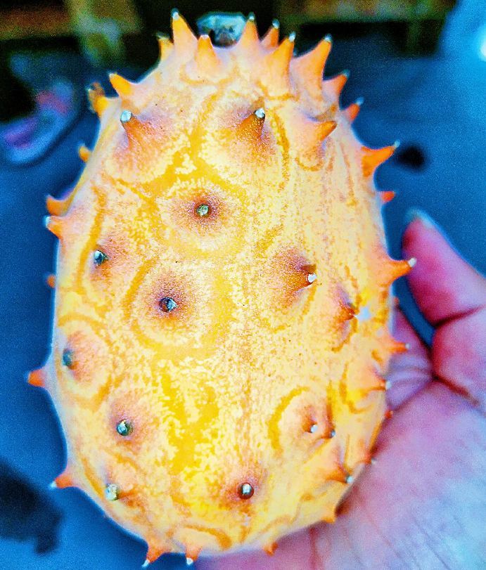 Fire Ginseng Fruit Seeds