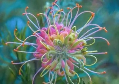 PINK SPIDER FLOWER - GREVILLEA SP. - RARE 'PLANT' SEEDS