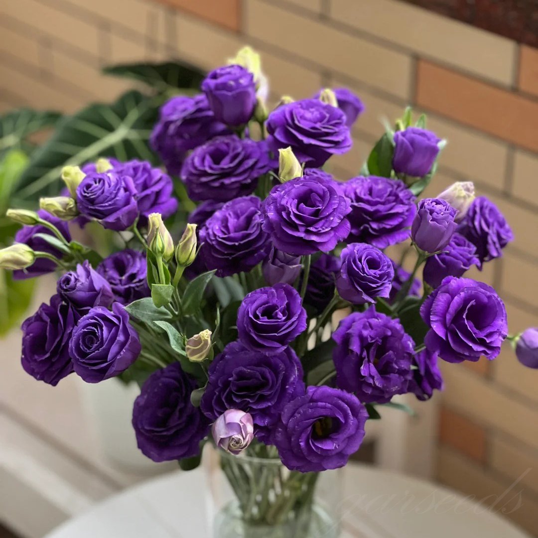 🌺 Lisianthus (Thornless Rose) — Elegance, Color & Year-Round Beauty